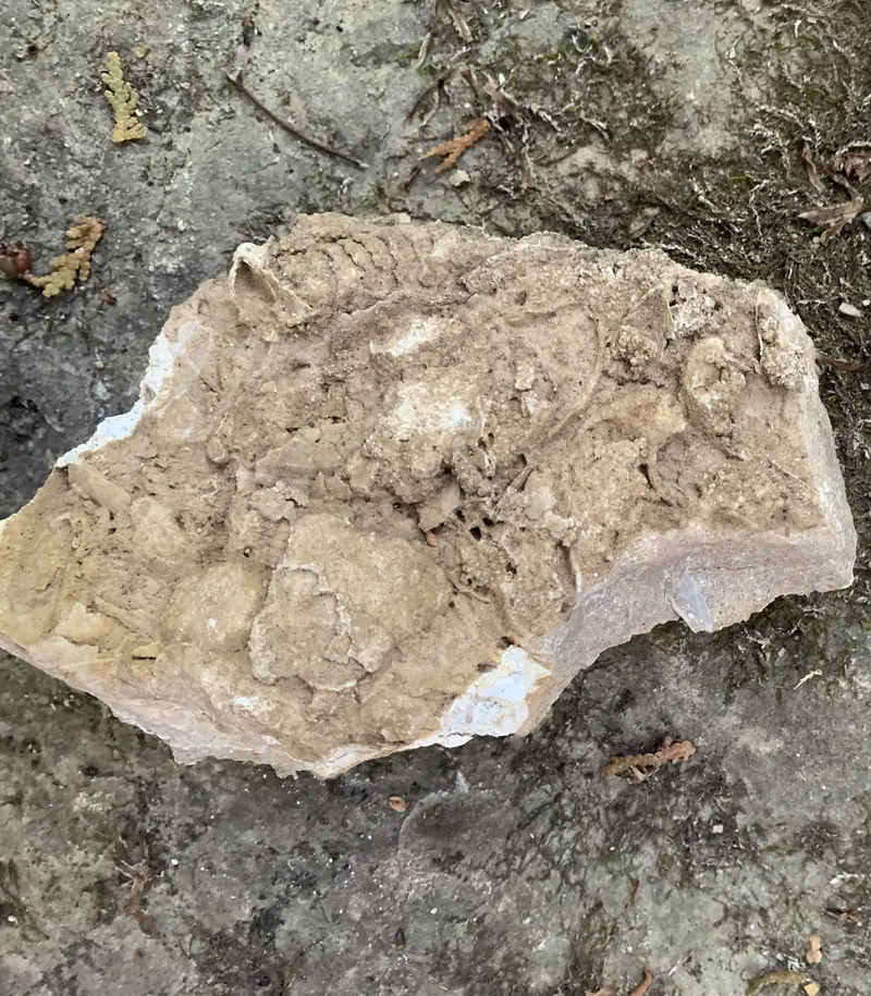 A pale slab of fossil-rich limestone lying on the trail
