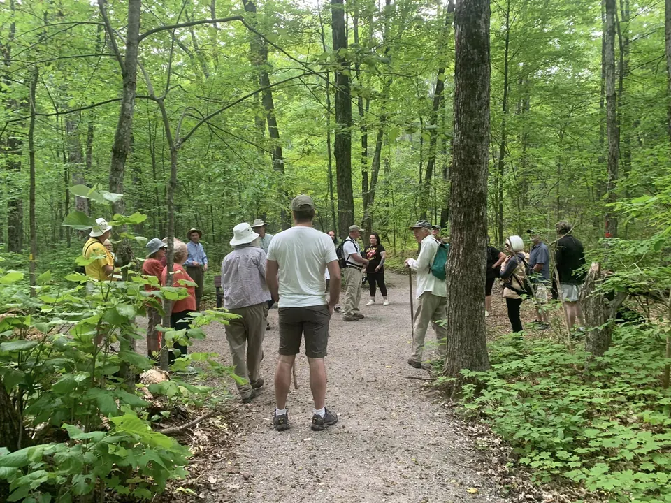 The wide gravel Woodland Accessibility Trail through lush summer forest