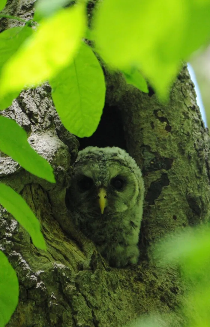 A young barred owl peering out of a mossy tree hollow