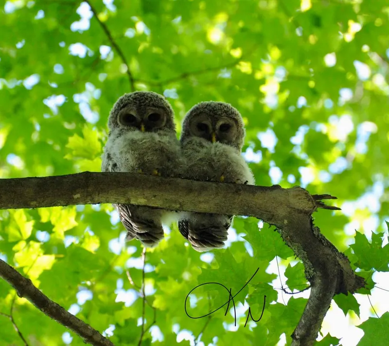 Two fluffy young barred owls side by side on a branch