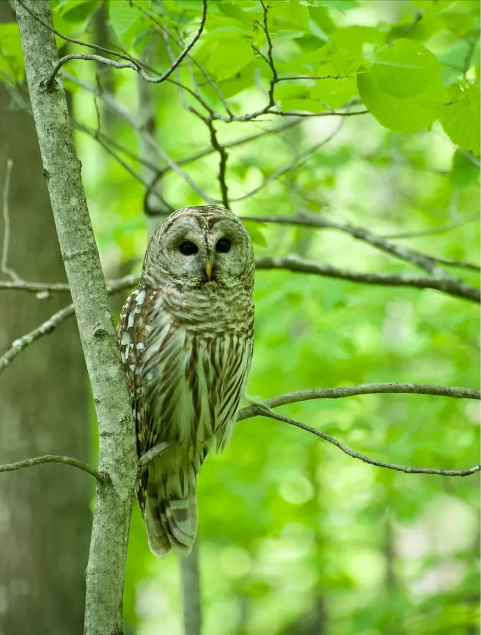 A barred owl perched against a tree trunk among bright green leaves